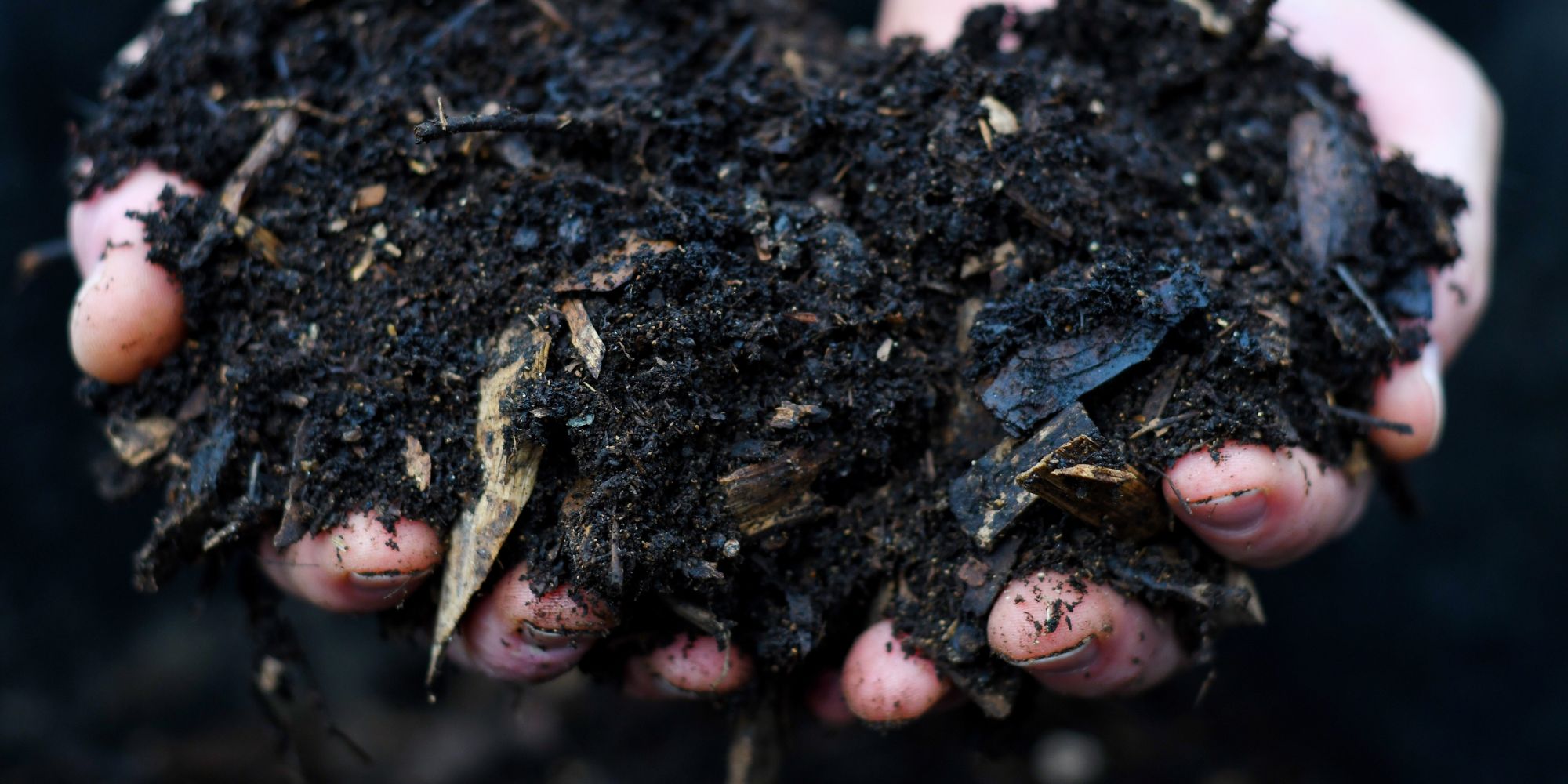 Compost in hands