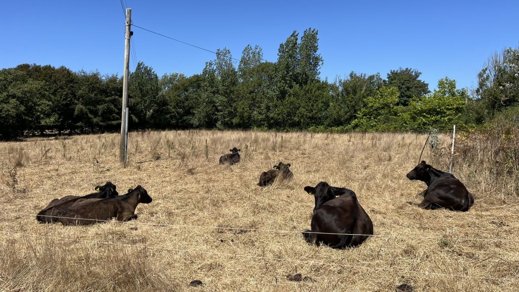cows in drought